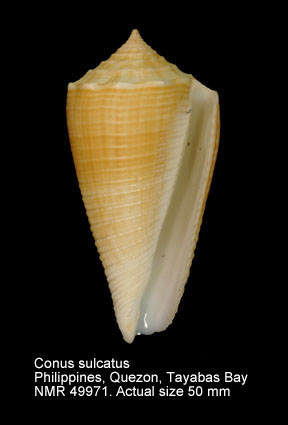 Conus sulcatus.jpg - Conus sulcatusHwass,1792